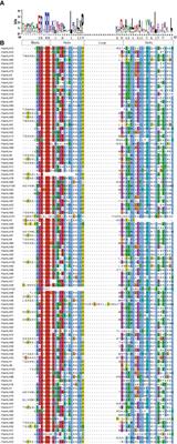 Genome-wide identification, expression analysis, and potential roles under low-temperature stress of bHLH gene family in Prunus sibirica